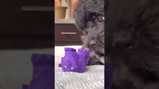 Dog puppy playing with toy and growling [upl. by Mullen]