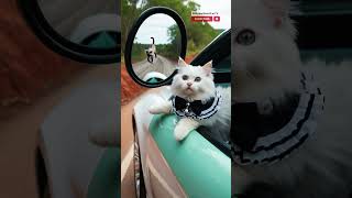 The Stray cat Who Saved a meow Star shortsfeed viralvideo aicat cartoon kittens trendingshorts [upl. by Derek]