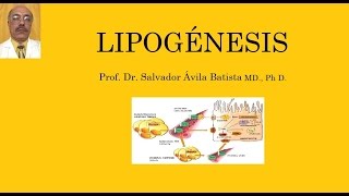 LIPOGÉNESIS [upl. by Deeann]