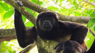 MONOS AULLADORES en Peligro La Urgente Necesidad de Acción  Alouatta palliata [upl. by Edialeda793]