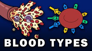 BLOOD TYPES  ABO and Rh Blood Group Systems [upl. by Mattson]