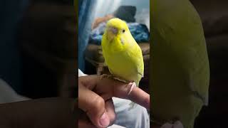 Tota Parrot Love amazingsameeryo youtubeshorts youtube ytshorts viral [upl. by Peace72]