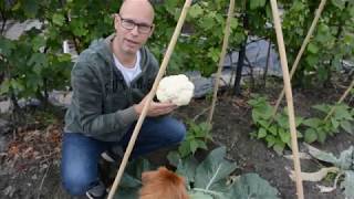 Vlog 13 moestuin Oogst en bewaren van de bloemkool uit de moestuin [upl. by Toby]