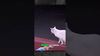 Esta Mujer Rescato a una Familia de Gatos Bebes Abandonados 🐱❤️ Shorts animales [upl. by Zsazsa]