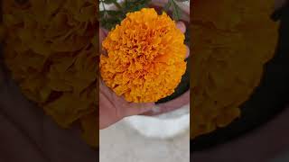 Flower lover shortvideo youtube 🙏 [upl. by Anaitsirc764]