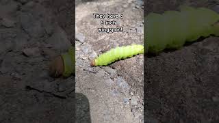 Saw this Antheraea polyphemus caterpillar crossing the road in front of us Didnt look real [upl. by Jerome]