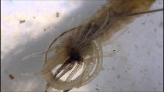 Rat Tailed Maggot with Parasite attached to Anus [upl. by Burford578]