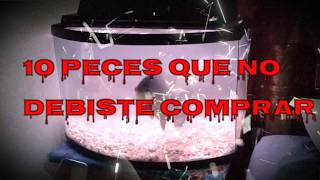 Los 10 PECES que NO DEBISTE comprar  10 fish you should never buy [upl. by Ploss]