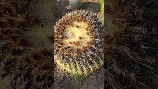 Echinocactus grusonii var albispinus vs regular Echinocactus grusonii  White Golden Barrel Cactus [upl. by Annuahs]