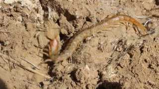 Scolopendra cingulata also known as Megarian banded centipede  Cyprus [upl. by Aicital]