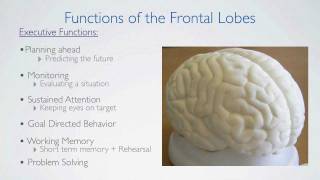 Frontal Lobes Functions [upl. by Punak]