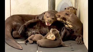 Giant Otter Triplets Born at Yorkshire Wildlife Park [upl. by Juanita665]