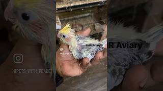 Pearl Pied cockatiel hand feeding chick [upl. by Lessur531]