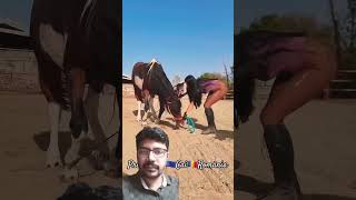 PromovariCaiRomania cai horse stallion cal horseshow funny shortsvideo1234 [upl. by Laenej159]