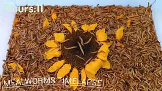 Mealworms vs Sunflower Mealworms Timelapse [upl. by Nare243]