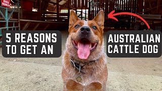 5 Reasons To Get An Australian CATTLE Dog BEST Dog Breed Ever [upl. by Hsak96]