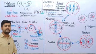 Mitosis  Stages of mitosis  Astral and spindle fiber  Fsc 2nd year Biology [upl. by Aurelea]