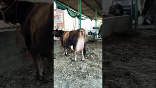 Jarsi cow anlimted milking 60kh milk abrej indiya top jarsi gay [upl. by Hsekin]