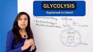 Glycolysis Pathway Explained  biochemistry [upl. by Lidda489]