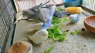 Budgies Enjoying Delicious Corn amp Coriander Leave Healthy Diet Healthy Parakeets Parrots Aviary Farm [upl. by Eednahs]