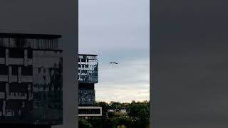 Red Tail Hawk flying Toronto ontario Canada [upl. by Haila]