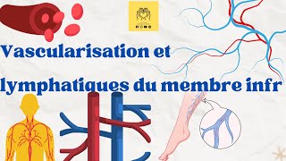 🫀Revision sur langiologie  vascularisation du membre inférieur artères  veines  lymphatiques 📌 [upl. by Sylvia]