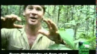 Steve Irwin intro [upl. by Stilu]