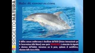 Tursiope Tursiops truncatus  Video didattico di Progetto Natura amp MareTerra Onlus [upl. by Shaner]