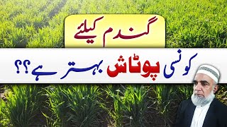 Which form of potash is better for Wheat crop  Crop Reformer [upl. by Opalina]