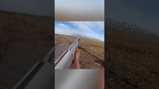 😲wowbridsishuntingducks🦆🦆birdhuntingshortsvideo [upl. by Tray505]