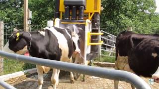 NonToxic Pasture Fly Traps for Cattle [upl. by Ottie]