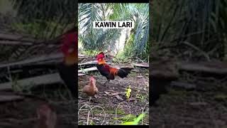 PIKAT AYAM BETINA ayamhutan [upl. by Yecats698]