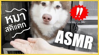 ASMอ้า 2  ASMR หมาสติแตก จะพังหรือจะปังนะ [upl. by Enerual838]