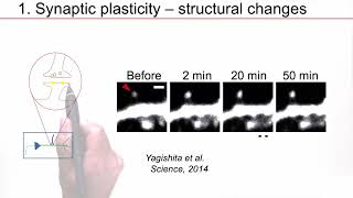 NDC61  Synaptic plasticity motivation and aims [upl. by Tymon]