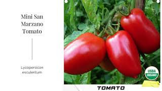 Baby Mini San Marzano Tomato Seeds Plum Lycopersicon esculentum Organic Garden Non GMO Heirloom USA [upl. by Kane]