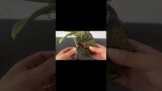 how to propagate plantsorchidsmango plants [upl. by Marti]