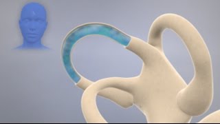 How the Inner Ear Balance System Works  Labyrinth Semicircular Canals [upl. by Maon]