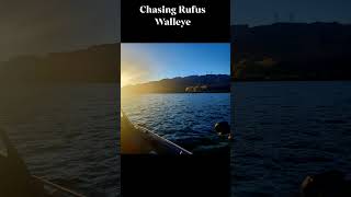 Chasing Rufus Fall Walleye fishing walleye alumaweld talonrods [upl. by Euqinitram]