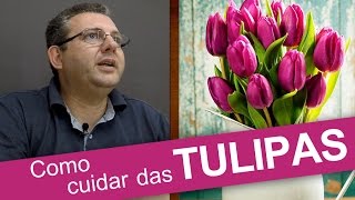 Curiosidades e Como Cuidar das Tulipas [upl. by Arihk602]