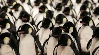 Exposição mostra pinguins que imitam gestos humanos [upl. by Luebke]