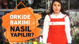 Orkide Bakımı Budaması ve Saksı Değişimi Nasıl Yapılır  Koçtaş ile Kendin Yap [upl. by Geraldine]