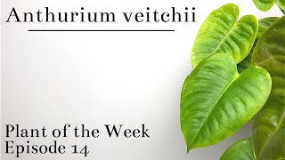 How To Care For Anthurium veitchii  Plant Of The Week Ep 14 [upl. by Kasper]