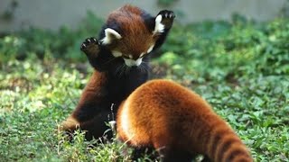 Home Safari  Red Panda  Cincinnati Zoo [upl. by Nylecaj896]