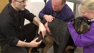 Cruciate ligament disease in dogs  the consult [upl. by Amalbena]