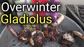 How to Overwinter Gladiolus  Gladioli winter Storage [upl. by Naryb]