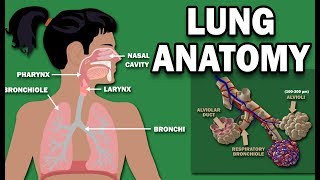 Lungs Definition Location amp Structure  Human Anatomy  Kenhub [upl. by Adiaj]