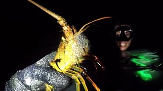 Catching Spiny Lobster In San Diego [upl. by Nyleikcaj]