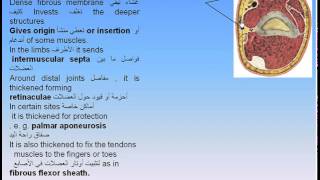 05 Skin amp Fascia 2 Fascia Anatomy Intro Dr Ahmed Kamal YouTube [upl. by Larrabee]