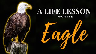 Our life compared to an eagle Soar high on wings like eagles [upl. by Eanil]