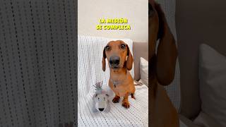 ENEMIGO a la vista‼️Peligro en el pelotón😱 perrosalchicha teckel dachshund perros humor dog [upl. by Nnaid929]